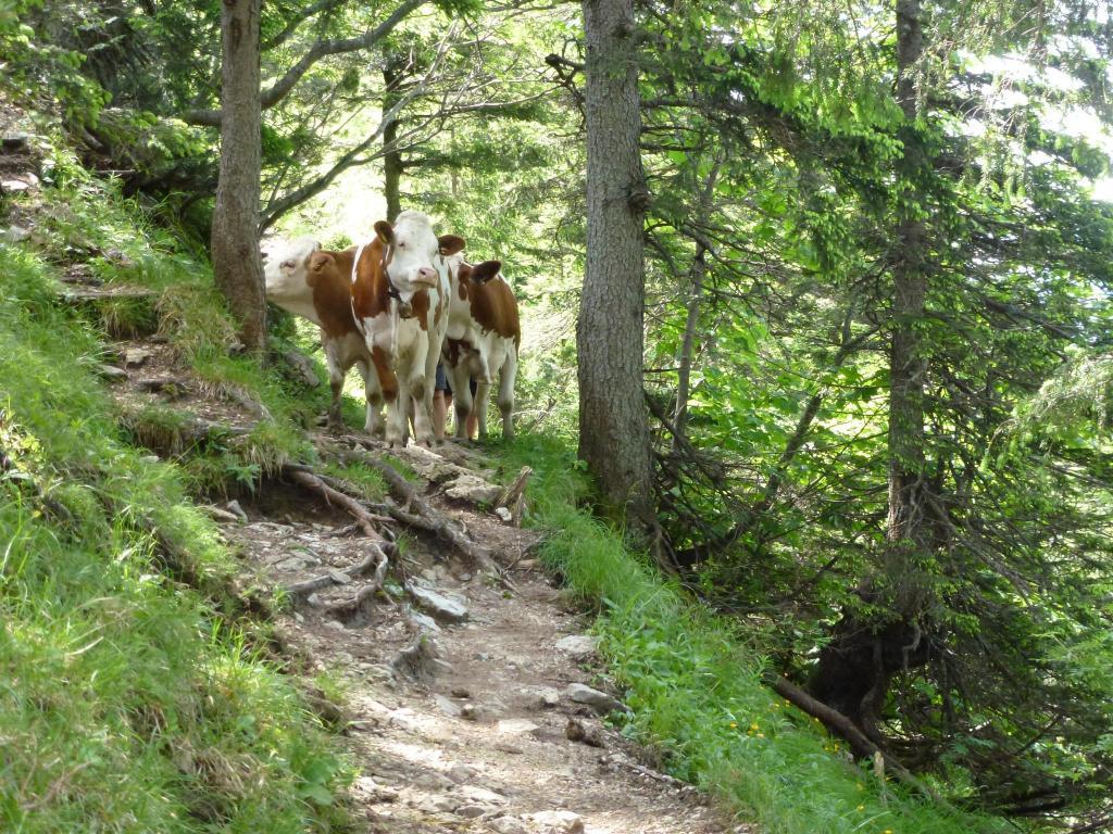 Ferienwohnungen Gaestehaus Sonnenkreis Ruhpolding Εξωτερικό φωτογραφία